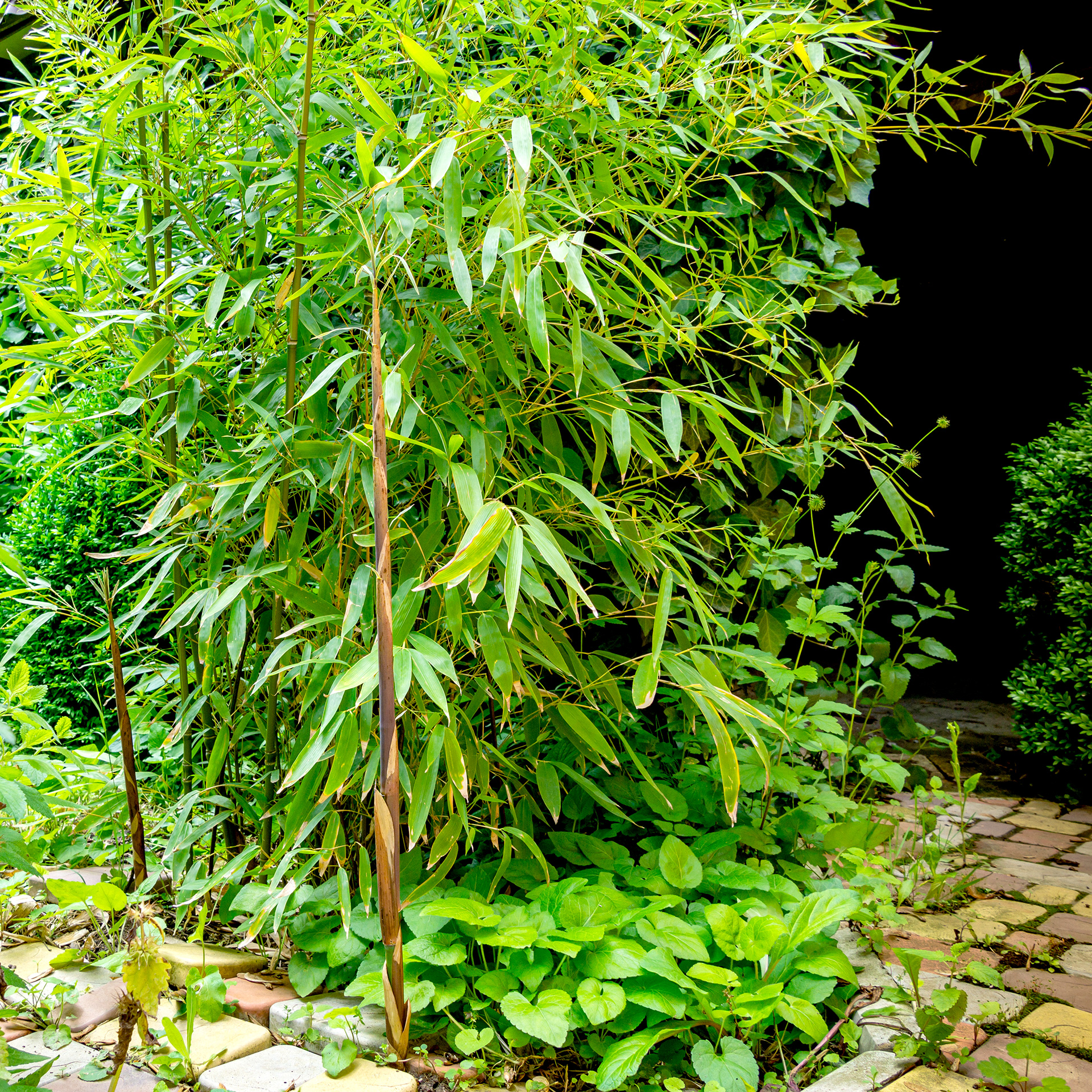 Furebambus, Phyllostachys aureosulcata. Foto: Istock
