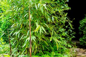 Furebambus, Phyllostachys aureosulcata. Foto: Istock