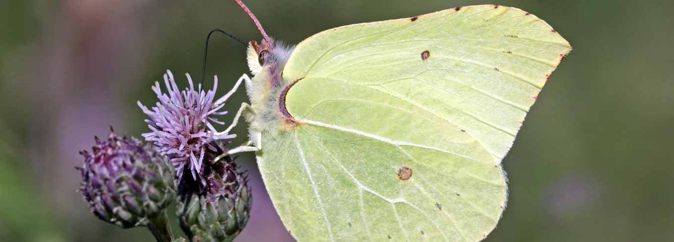 Citronsommerfugl
