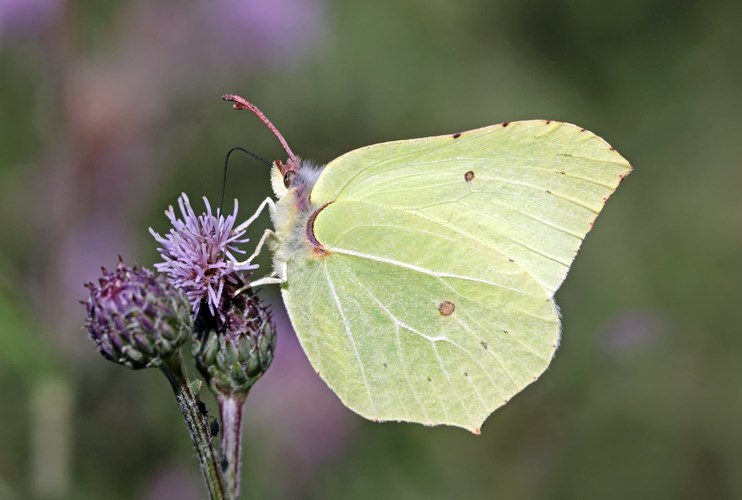 Citronsommerfugl
