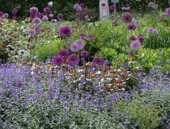 Katteurt, Nepeta, som tæt kant omkring rosenbed med prydløg. Foto: Jeanette Thysen