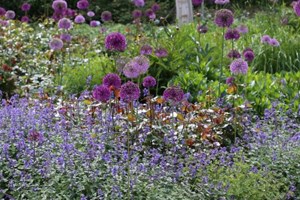 Katteurt, Nepeta, som tæt kant omkring rosenbed med prydløg. Foto: Jeanette Thysen