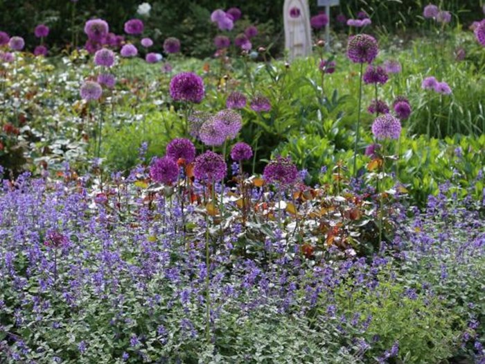 Katteurt, Nepeta, som tæt kant omkring rosenbed med prydløg. Foto: Jeanette Thysen