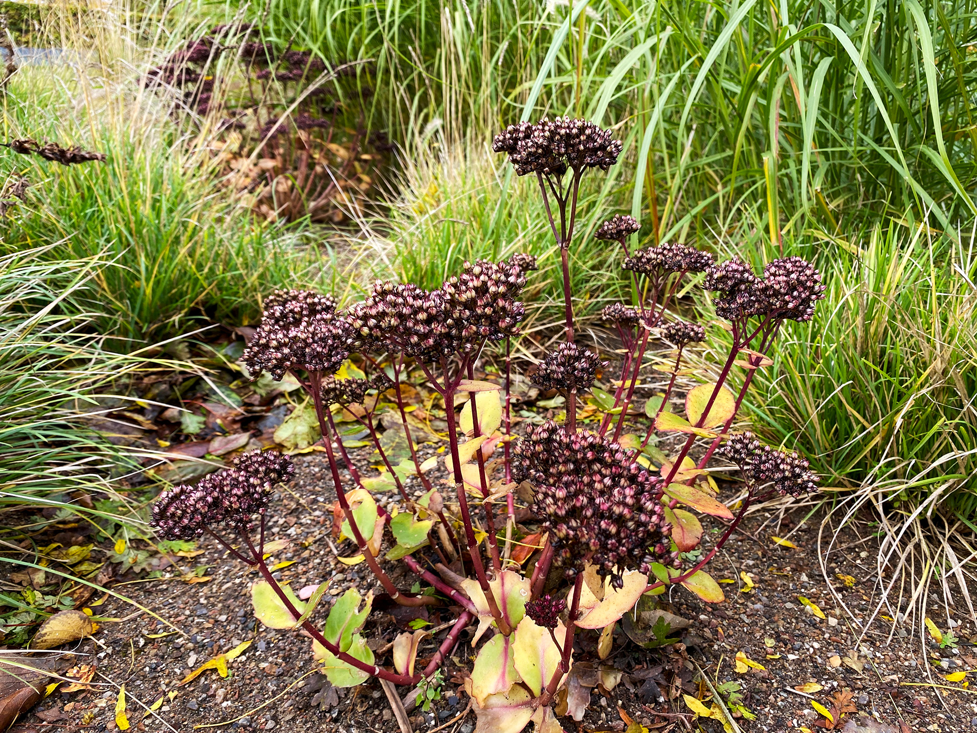Rød sankthansurt, Hylotelephium telephium, med visne blomsterstande. Foto: Haveselskabet