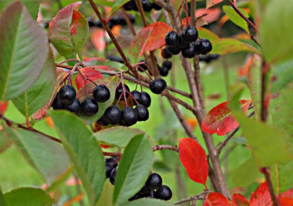 Surbær, Aronia. Foto: Anne Brandt