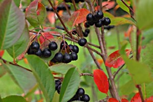 Surbær, Aronia. Foto: Anne Brandt