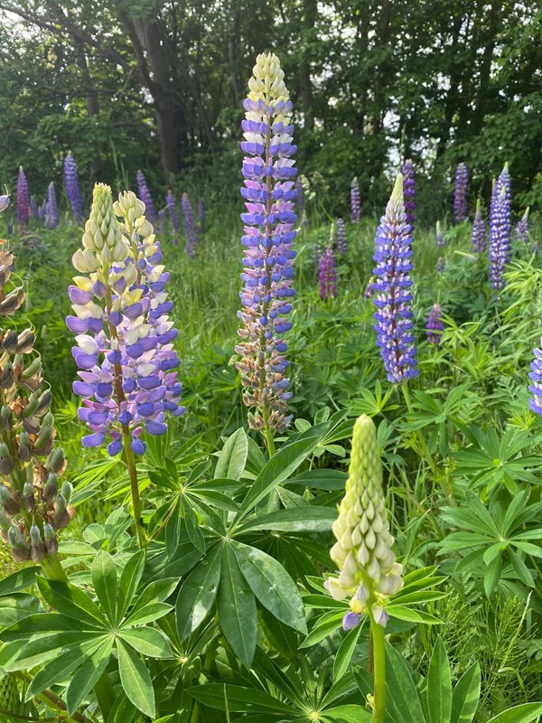 Mangebladet lupin, staudelupin er invasiv. Haveselskabet