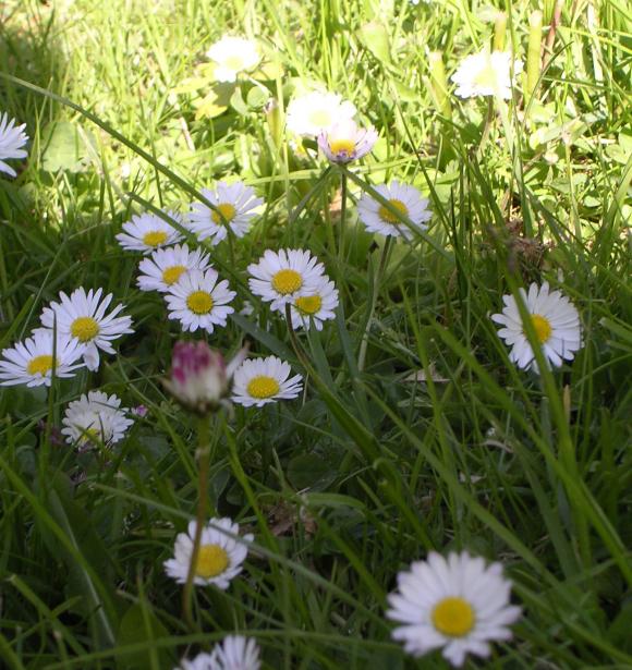 Bellis i græsplænen. Foto: Niels Ole Dam
