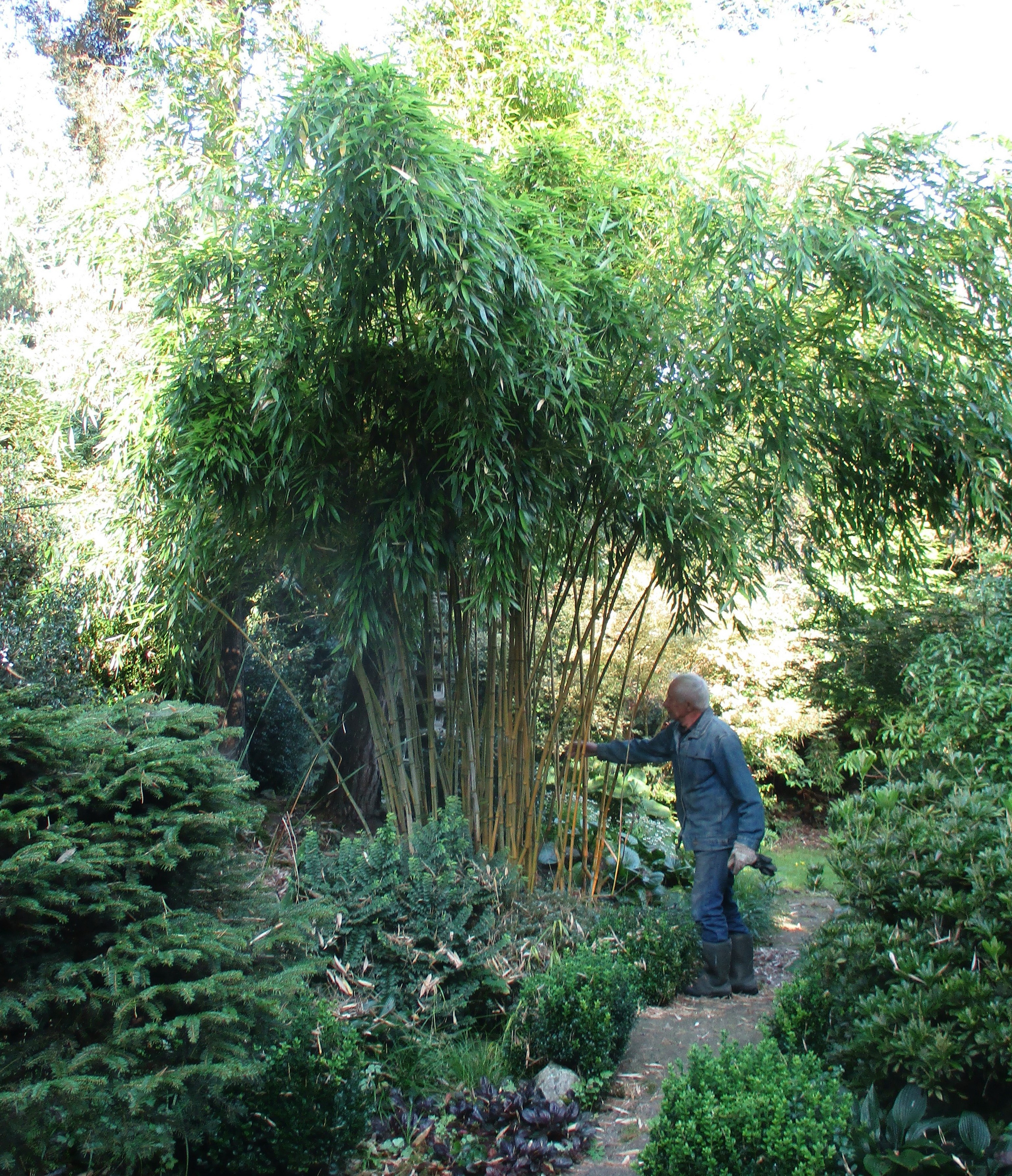 Bambus Plante () Bambus Plante