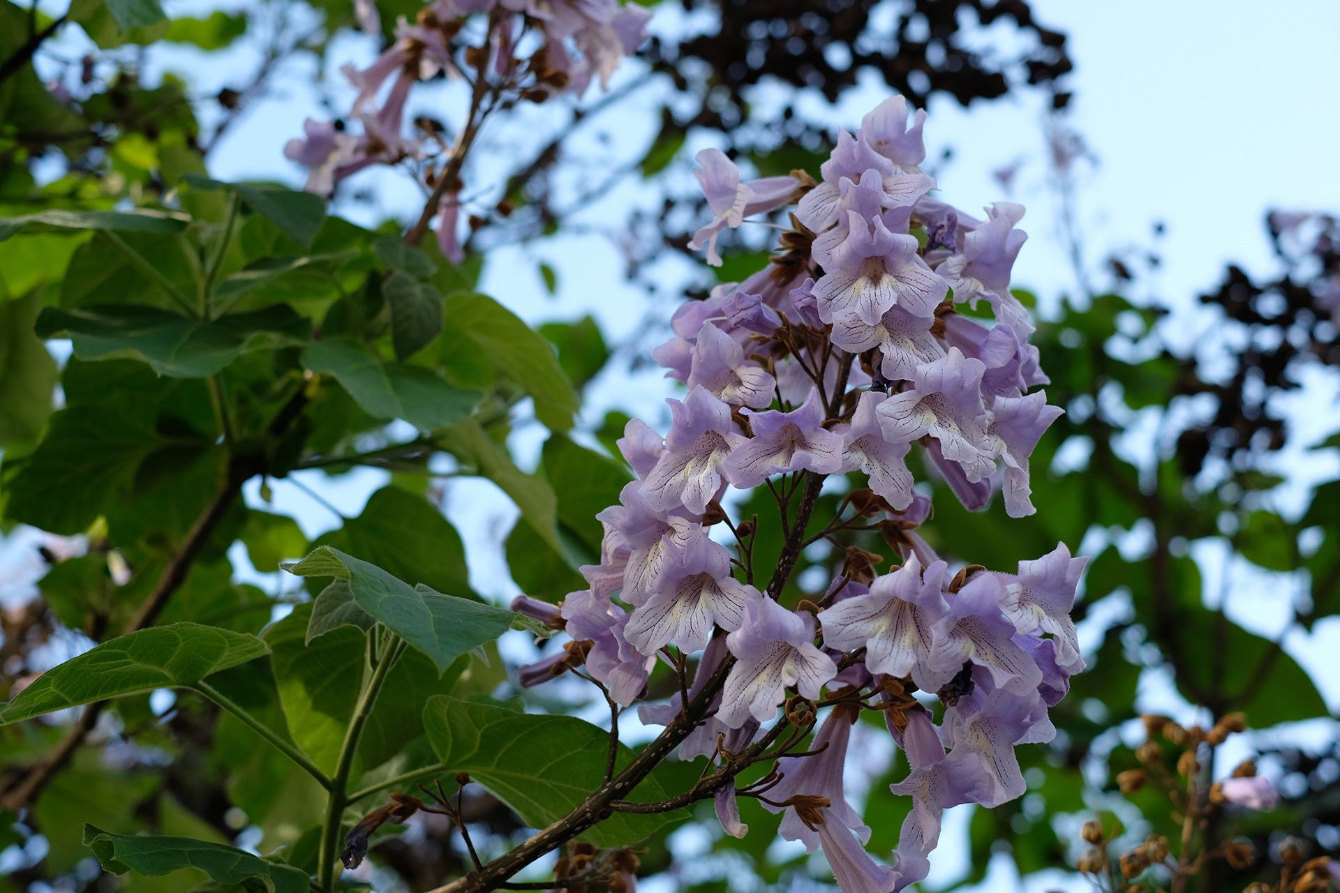 Kejsertræ, Paulownia tomentosa. Foto: Istock