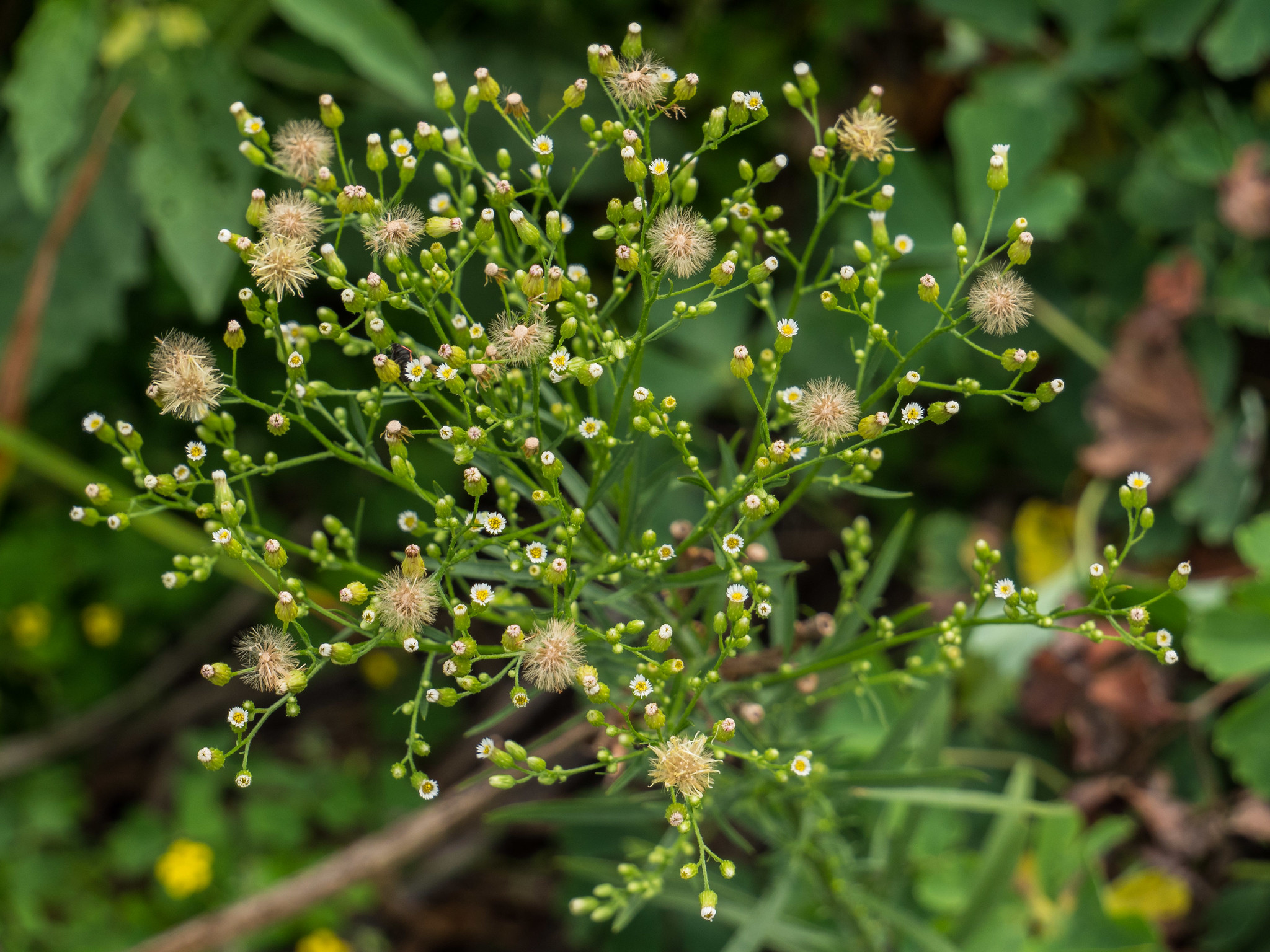 Canadisk bakkestjerne, Conyza canadensis. Foto: Flickr F. D. Richards