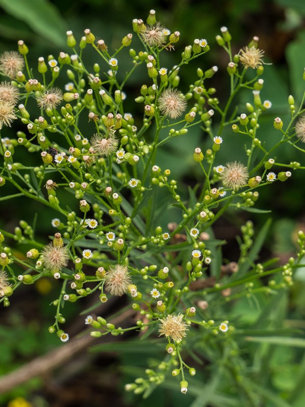 Canadisk bakkestjerne, Conyza canadensis. Foto: Flickr F. D. Richards