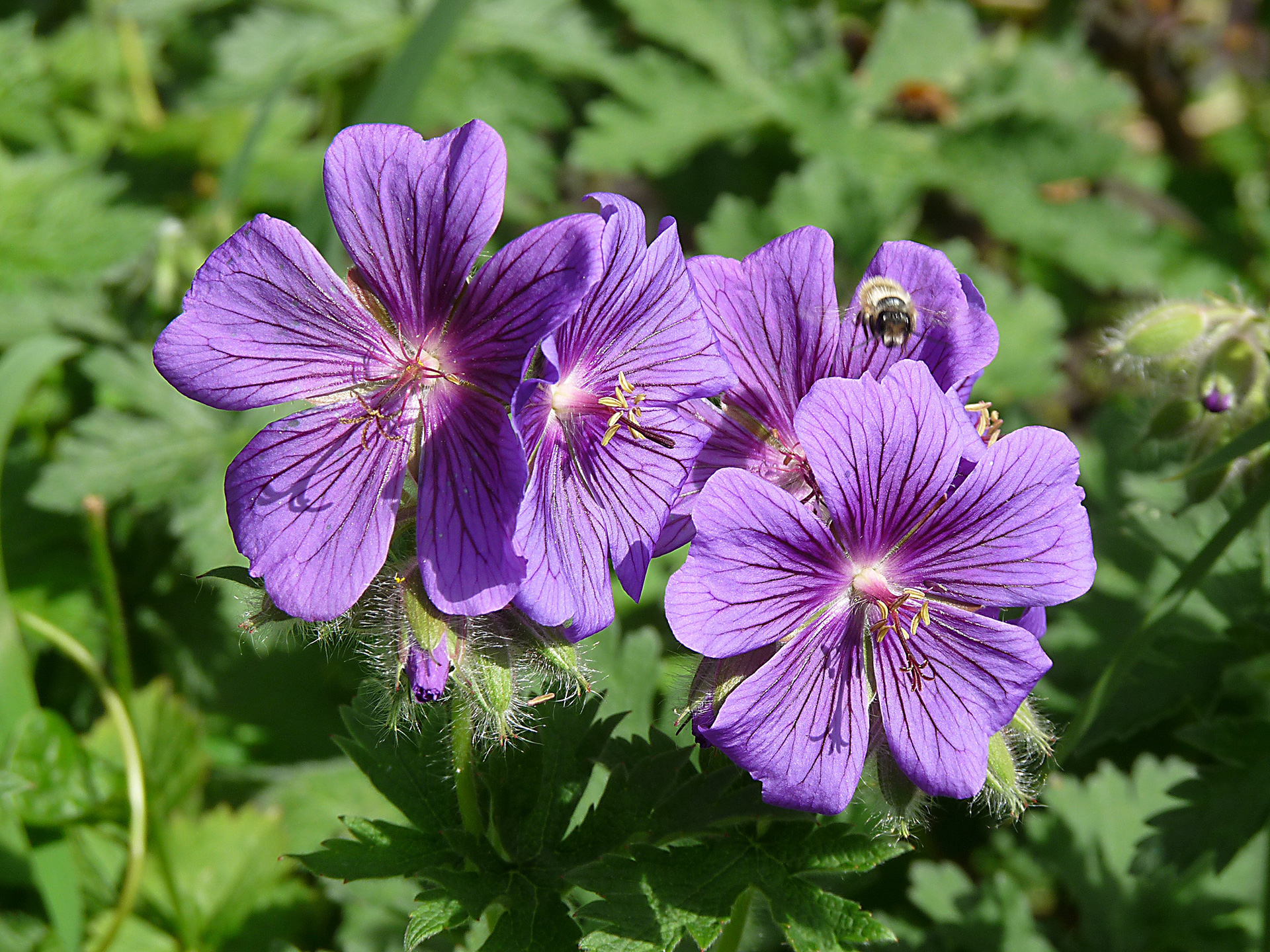 Storkenæb, Geranium x Magnificum. Foto: Flickr/Hornbeam Arts