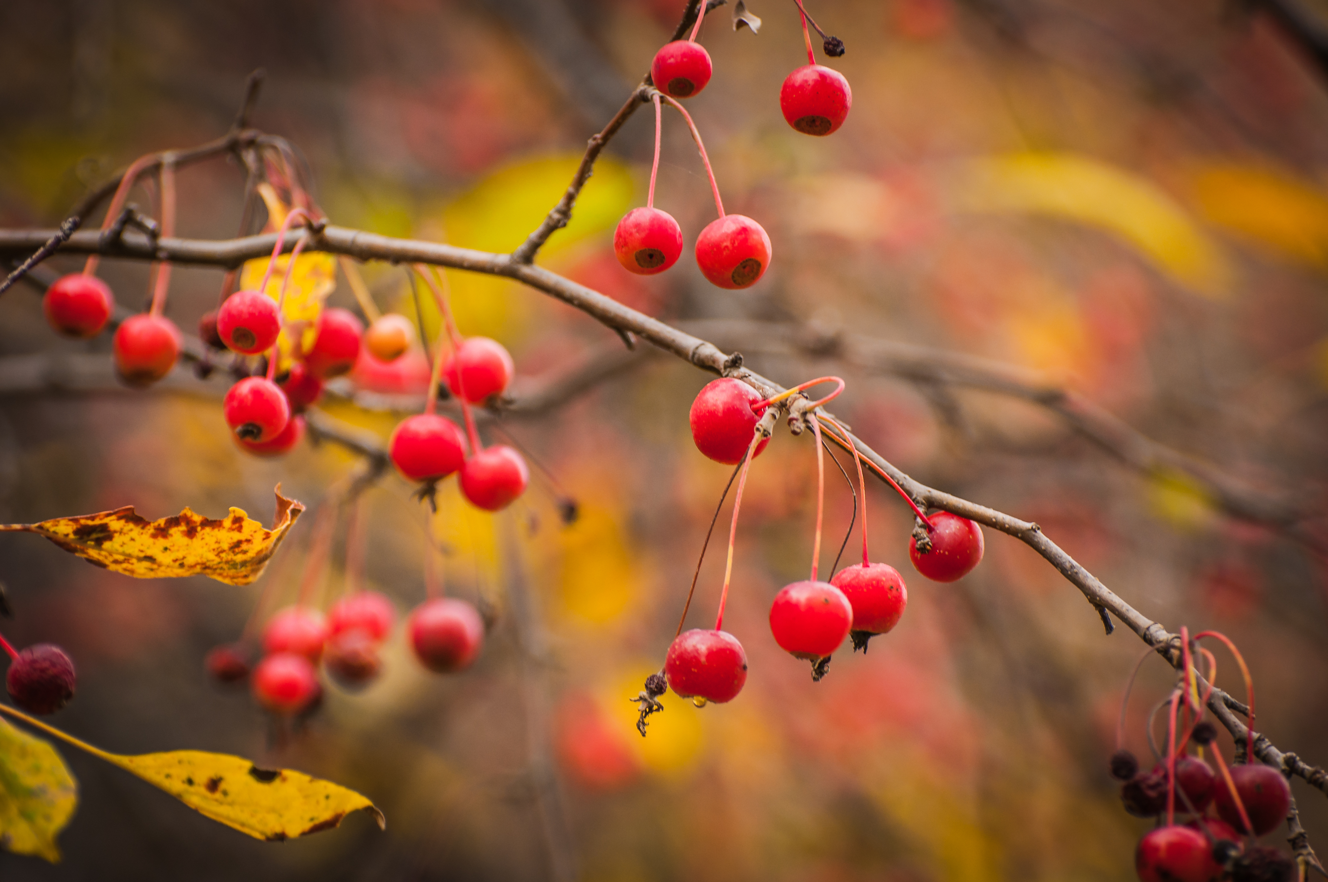Frugter på sargentæble, Malus sargentii. Foto: iStock