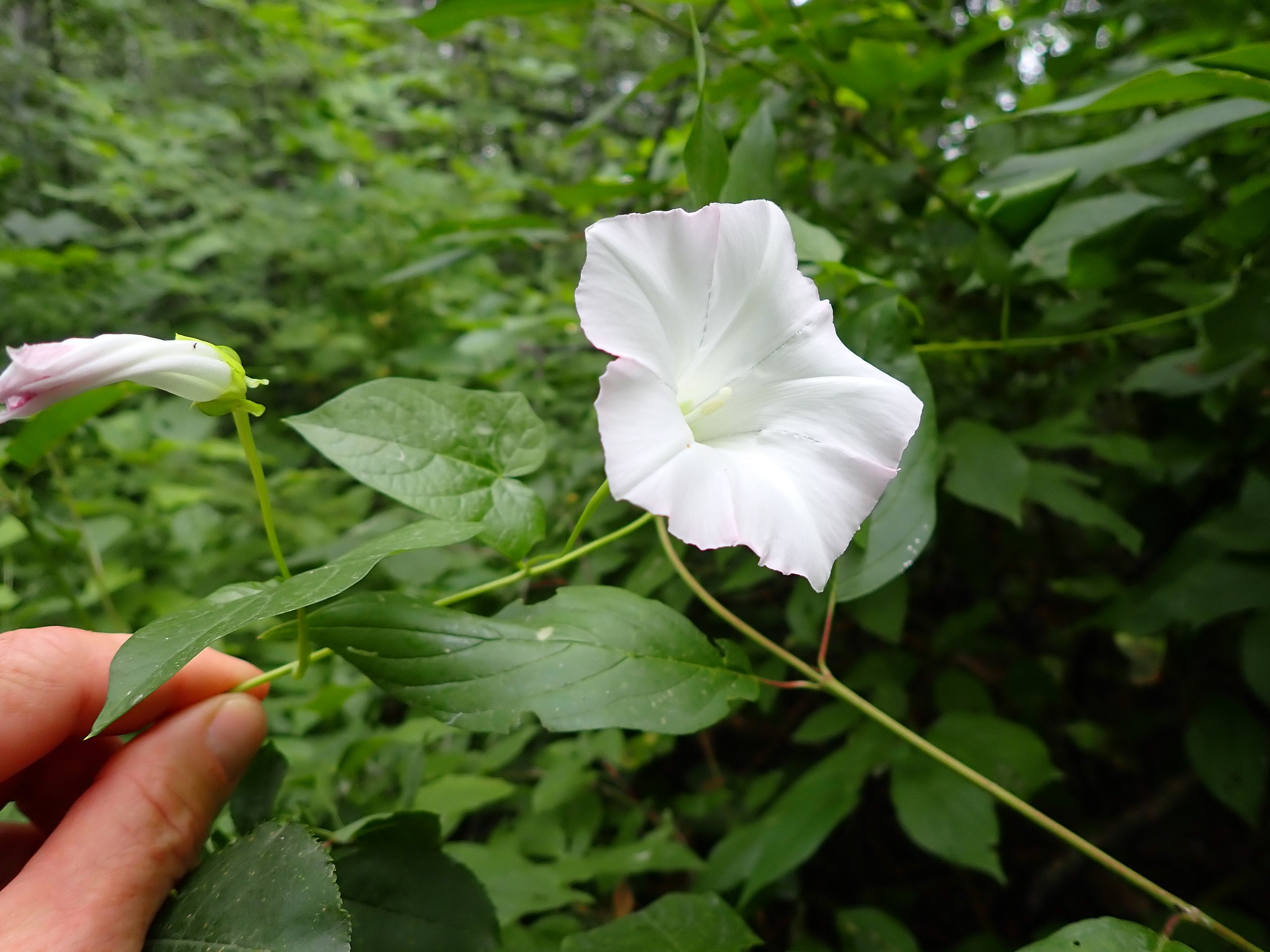 Gærdesnerle, Calystegia Sepium, med lange stængler. Foto: Wikimedia/Matt Lavin