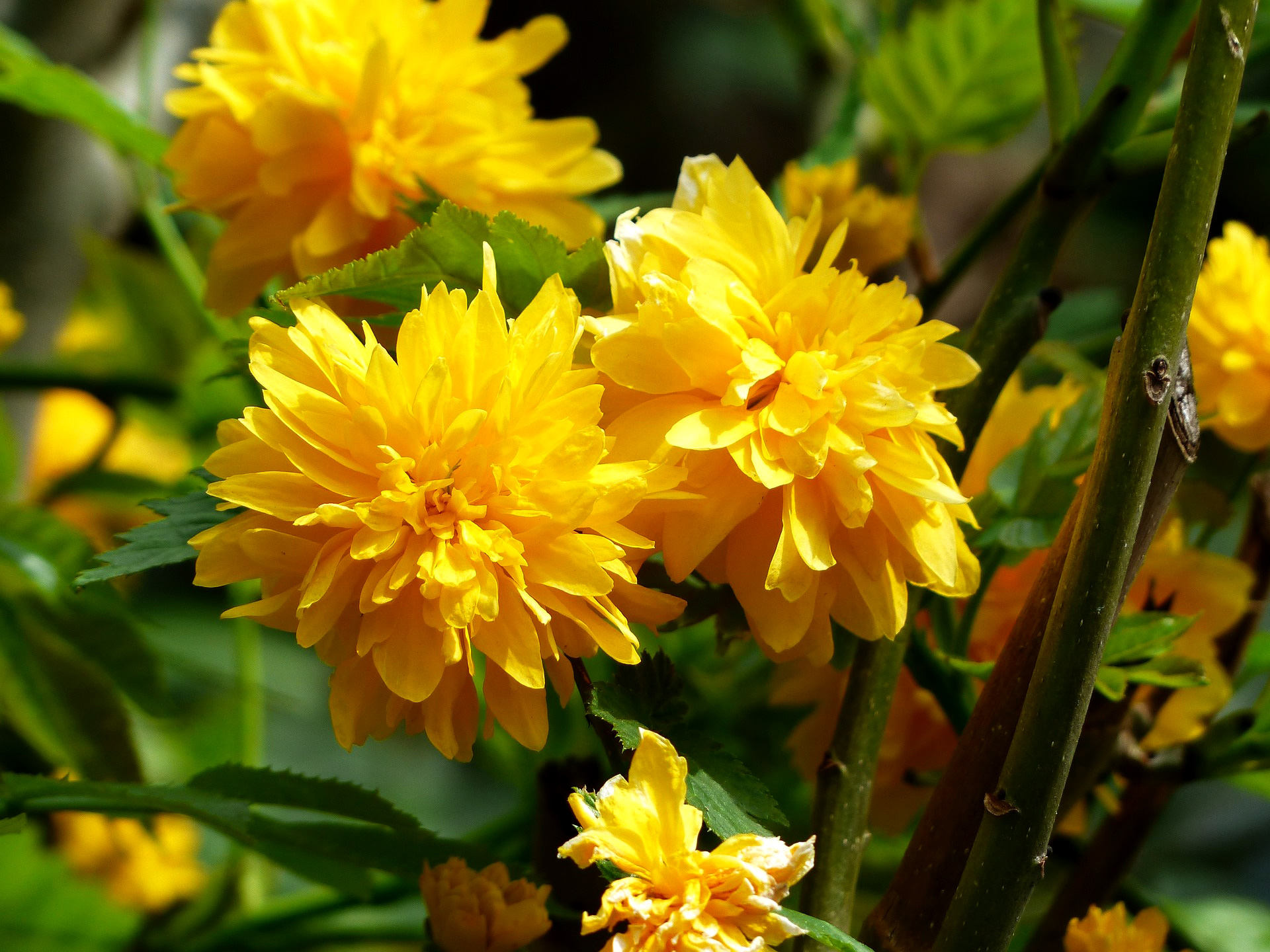 Ranunkelbusk, Kerria japonica Pleniflora. Foto: Pixabay