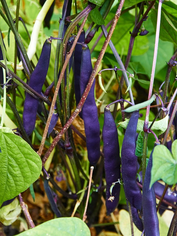 Buskbønne 'Purpiat'. Foto: Karna Maj