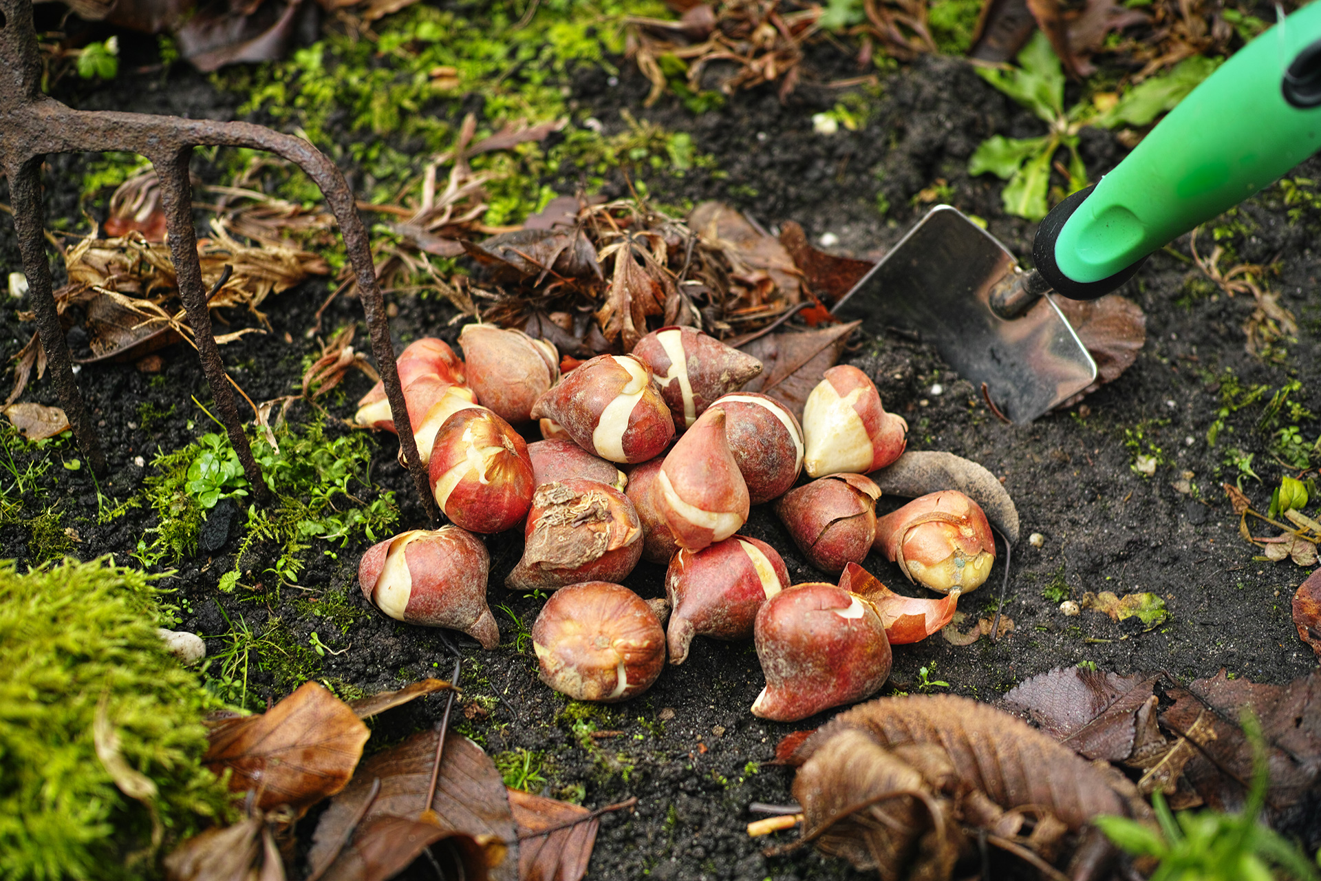 Tulipanløg lægges. Foto: iStock