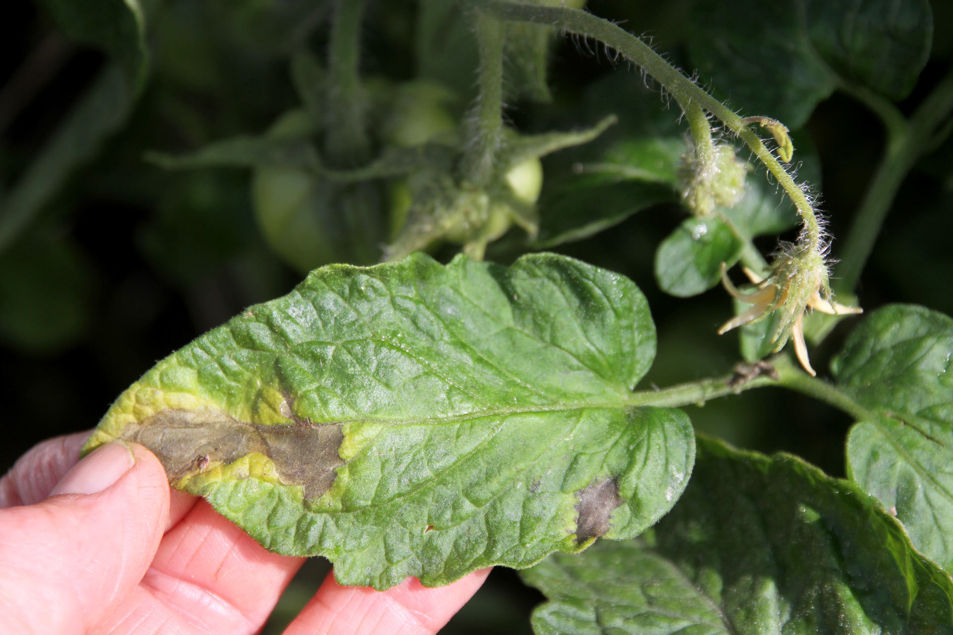 Tomatplante angrebet af kartoffelskimmel. Foto: Karna Maj