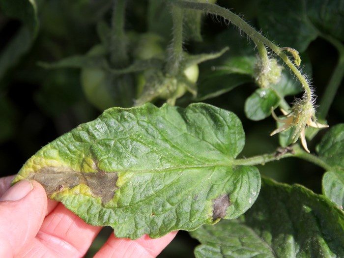 Tomatplante angrebet af kartoffelskimmel. Foto: Karna Maj