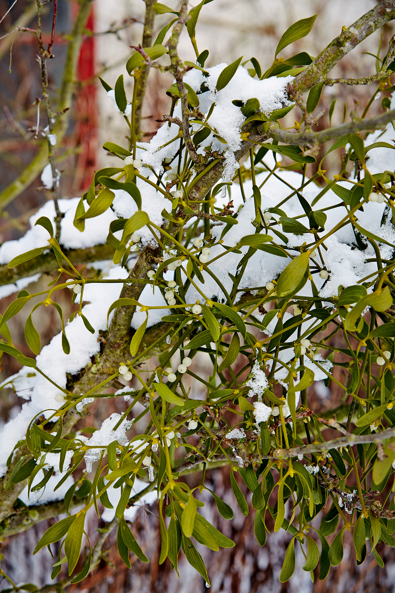 Mistelten. Foto: Kim Ahm