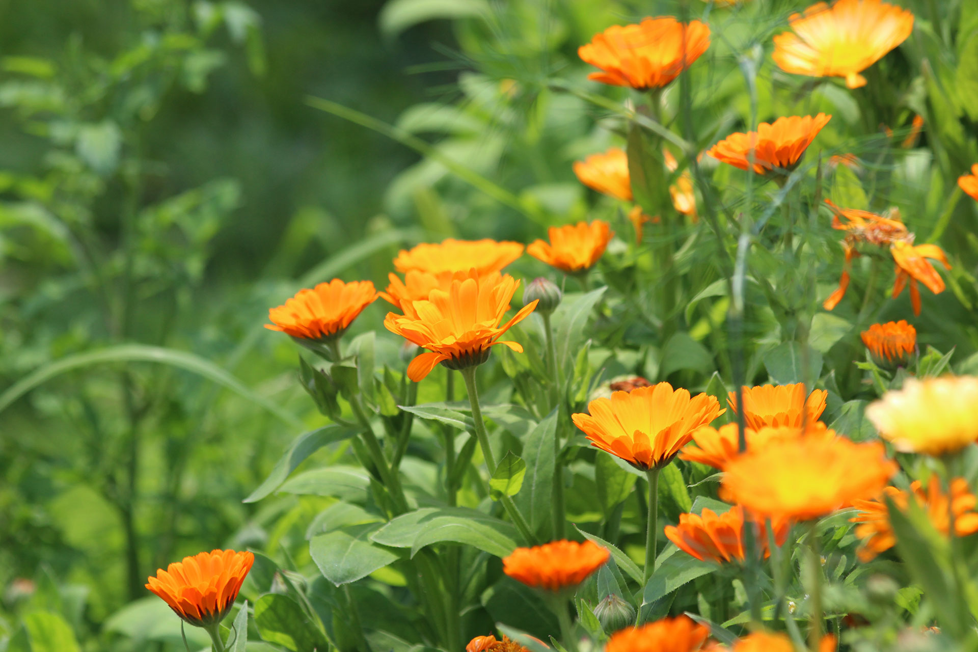 Havemorgenfrue, Calendula officinalis, hører til de planter, der indeholder stoffer, som forskerne er bekymrede for. Foto: Pixabay.com