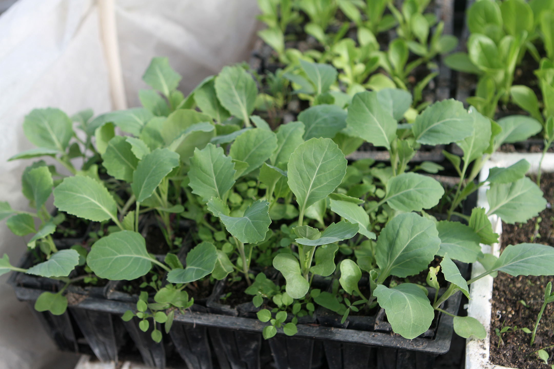 Kål kan forkultiveres i det tidlige forår. Foto: Karna Maj