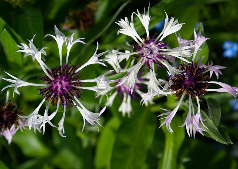 Bjergknopurt, Centaurea montana 'Purple Heart'. Foto: Flickr