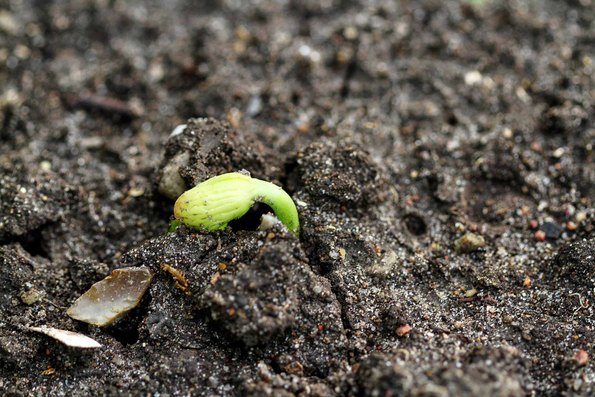 Spirende bønneplante. Foto: Karna Maj