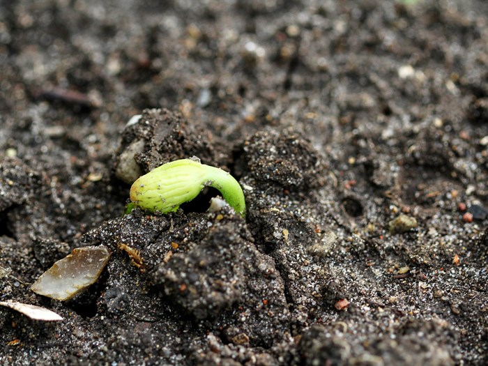 Spirende bønneplante. Foto: Karna Maj