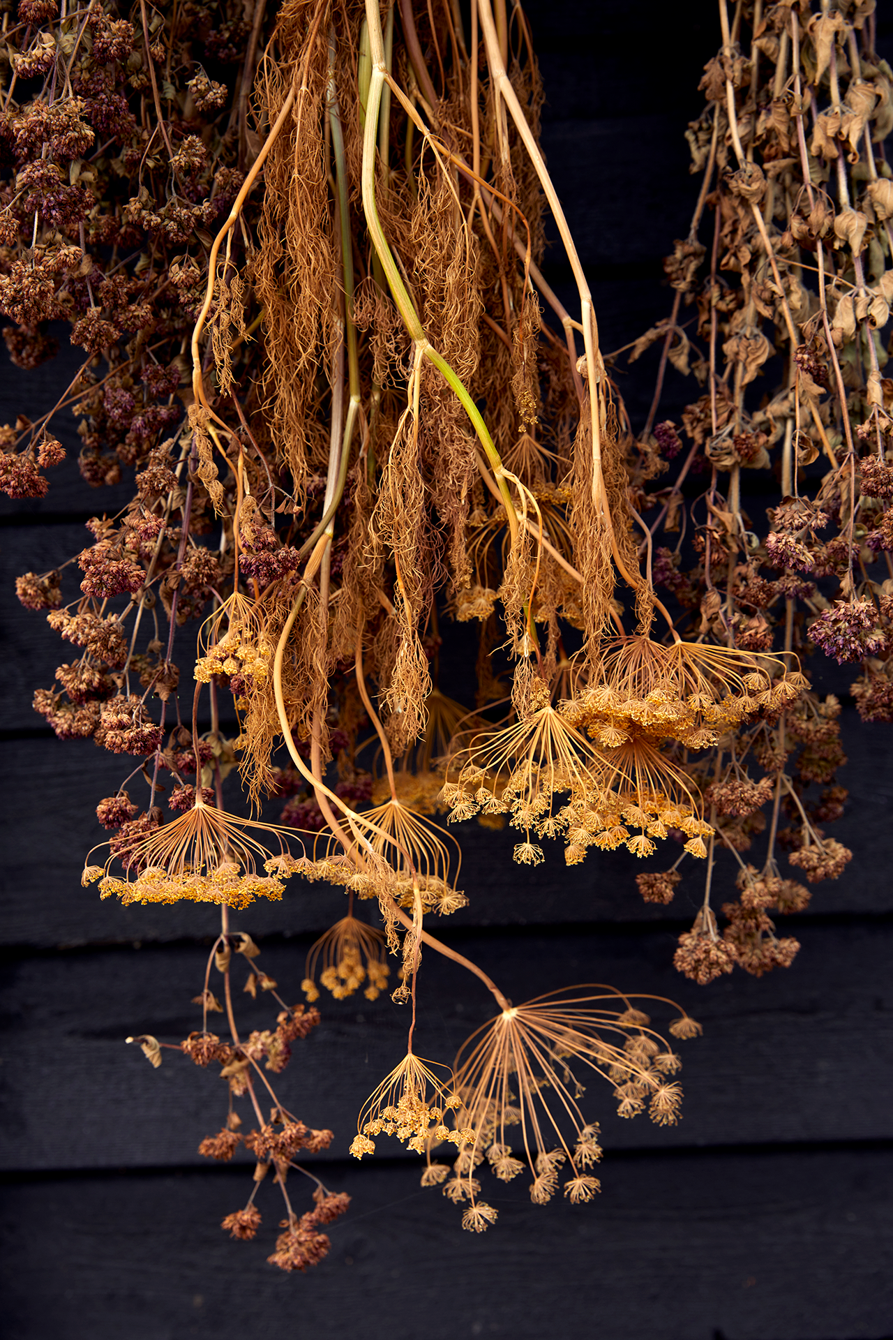 Tørret oregano og dild. Foto: Thomas Evaldsen