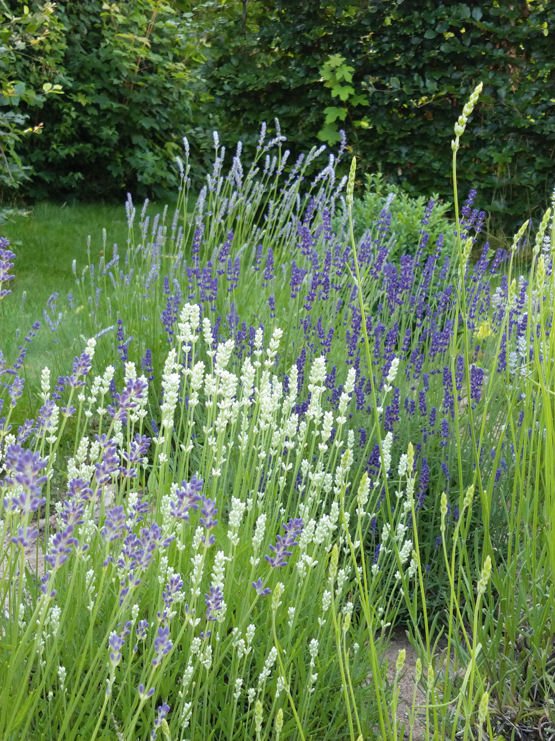 Engelsk lavendel, Lavandula x intermedia ‘Provence’, er kendt fra de franske lavendelmarker. Den blomstrer med lilla blomster hele sommeren og står grøn hele vinteren. Det er en meget høj sort, der kan blive 80 cm, og både blomster og blade har en ekstra stærk lavendelduft. Derfor bruges den til kommerciel dyrkning i Frankrig. Foto: Ann Malmgren