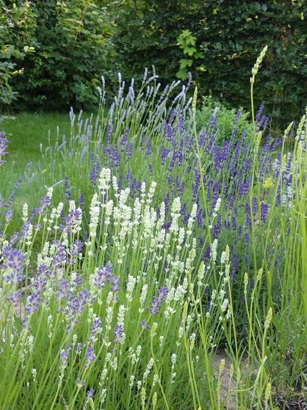 Engelsk lavendel, Lavandula x intermedia ‘Provence’, er kendt fra de franske lavendelmarker. Den blomstrer med lilla blomster hele sommeren og står grøn hele vinteren. Det er en meget høj sort, der kan blive 80 cm, og både blomster og blade har en ekstra stærk lavendelduft. Derfor bruges den til kommerciel dyrkning i Frankrig. Foto: Ann Malmgren