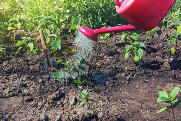 Vanding med vandkande. Foto: iStockphoto