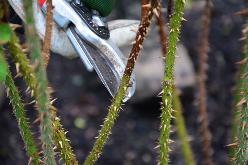 Snart kan roserne beskæres