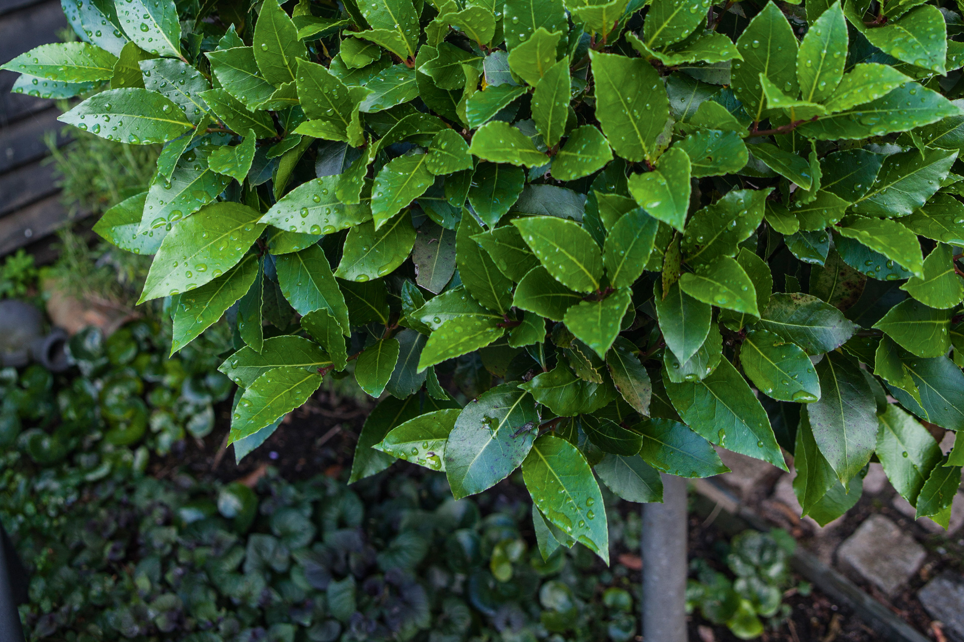 Opstammet ægte laurbær. Foto: Stuart McIntyre
