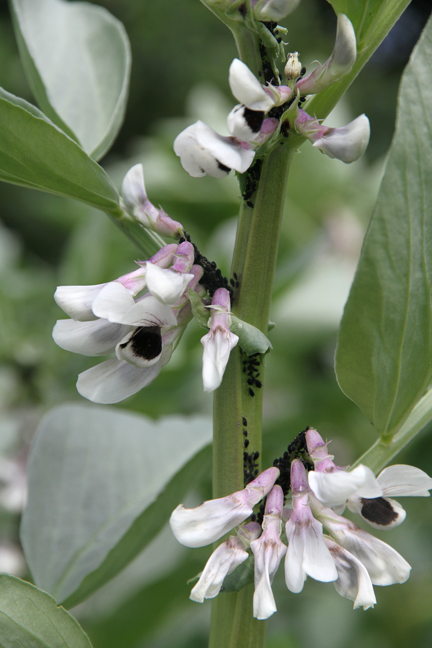Begyndende angreb af sorte bedbladlus omkring blomsterne. Hvis ikke de fjernes hurtigt, ødelægges blomster og de små bælge, som er ved at dannes. Foto: Karna Maj