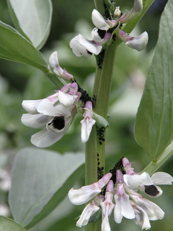 Begyndende angreb af sorte bedbladlus omkring blomsterne. Hvis ikke de fjernes hurtigt, ødelægges blomster og de små bælge, som er ved at dannes. Foto: Karna Maj