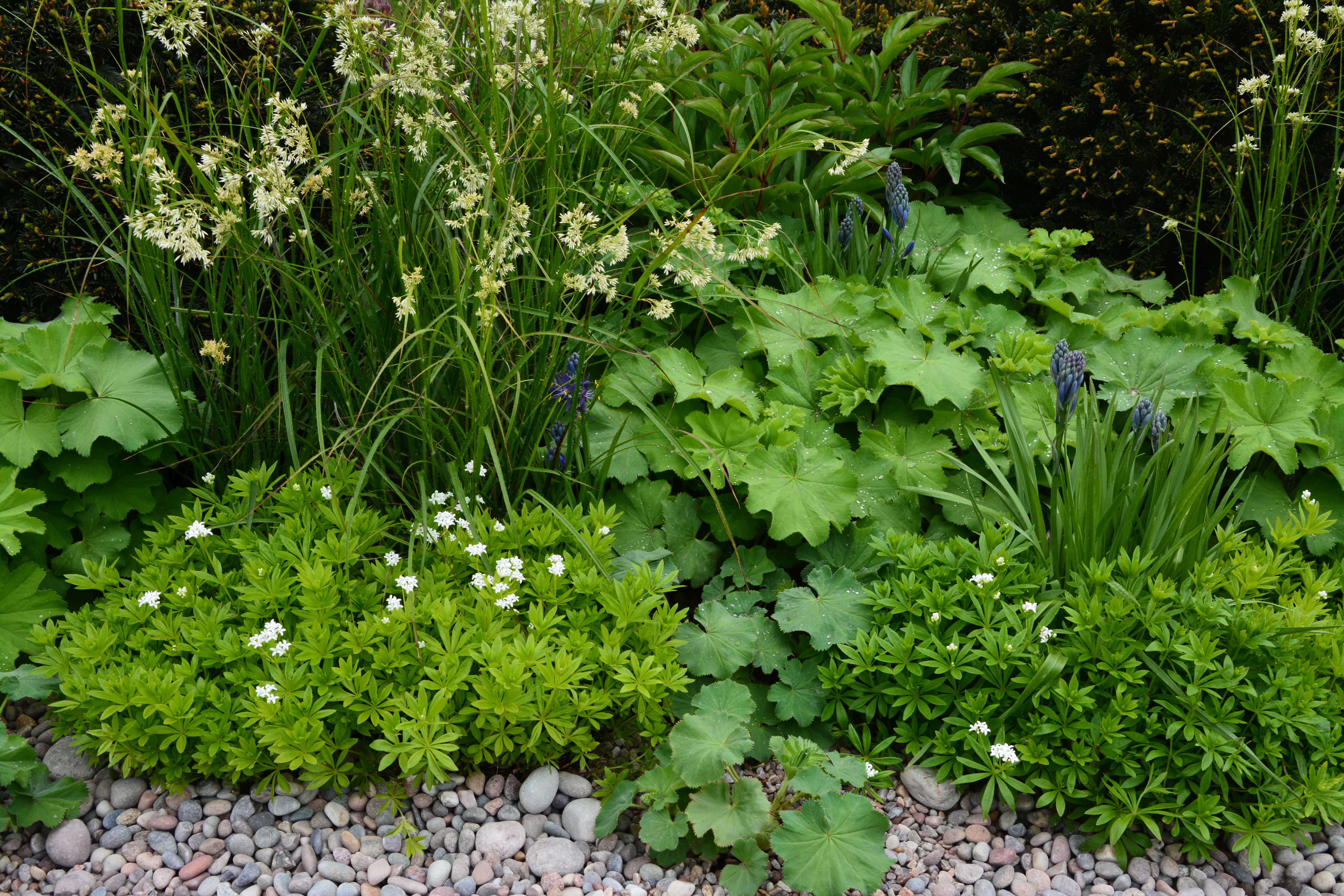 Vild have, biodiversitet, vilde haver, pæn vild have
