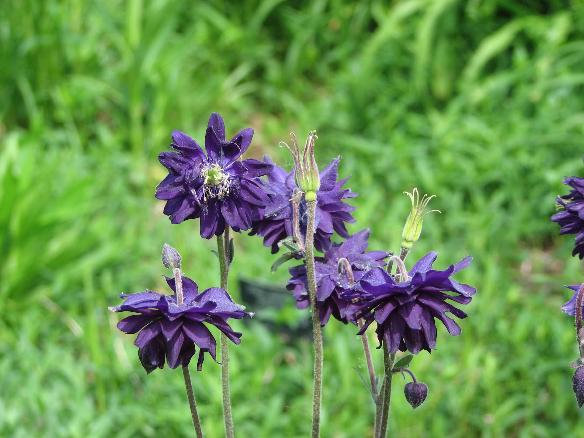 Almindelig akeleje, Aquilegia vulgaris var. stellata 'Blue Barlow'. Foto: Flickr/M. Fletcher
