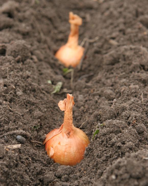 Sætning af stikløg i rækker. Foto: Karna Maj