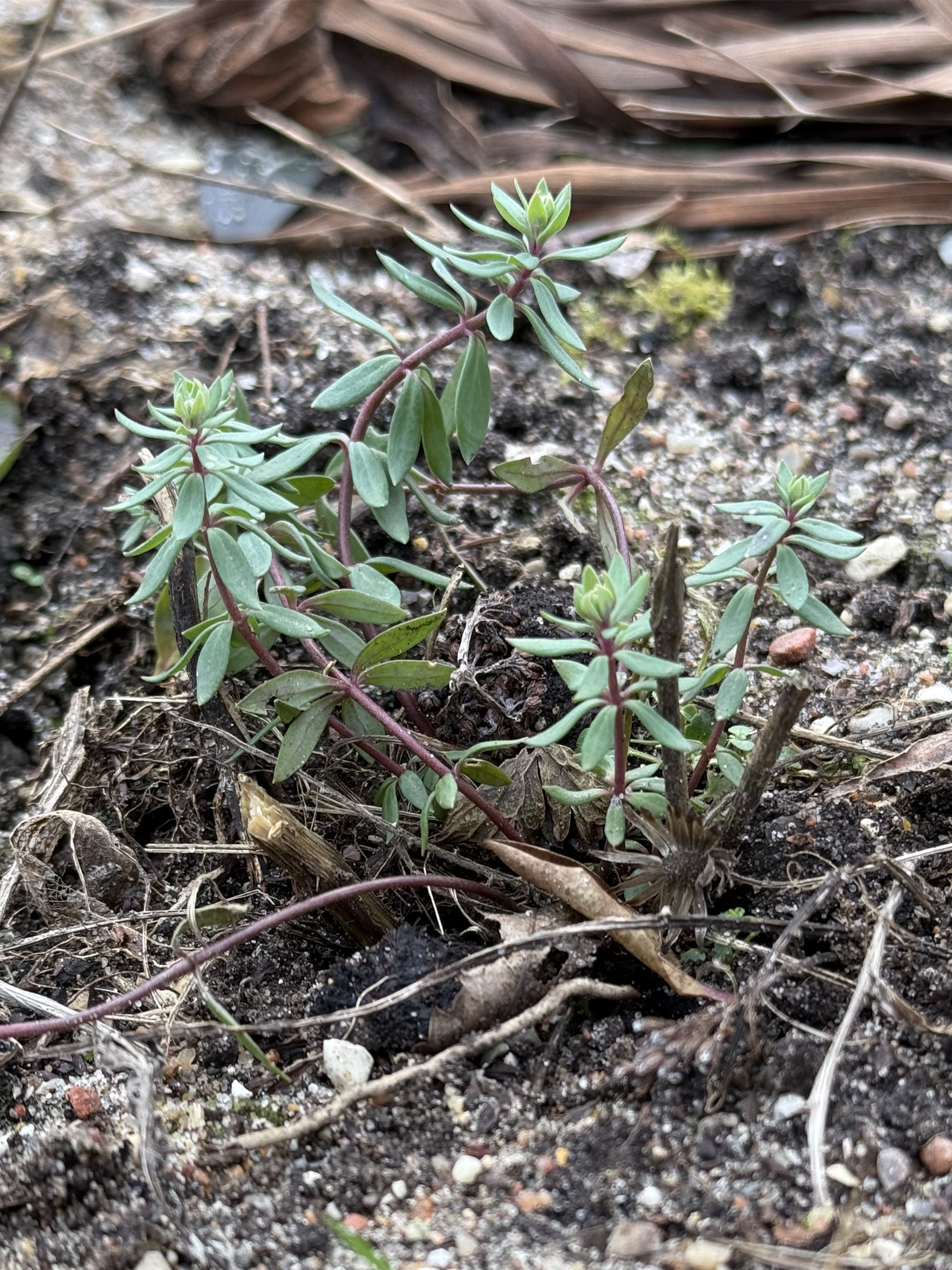 Spirer af purpurtorskemund. Foto: Haveselskabet