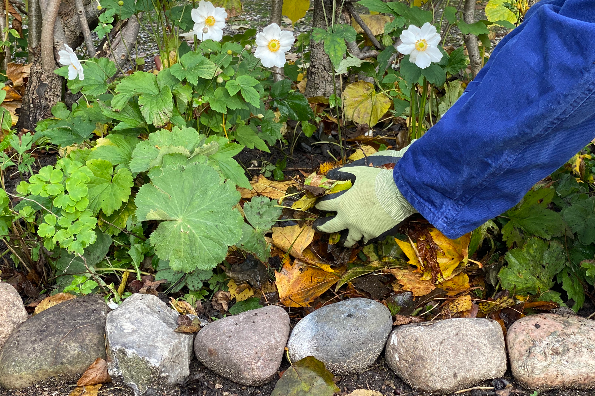 Brug nedfaldsbladene som jordforbedring i staudebedene. Foto: Haveselskabet