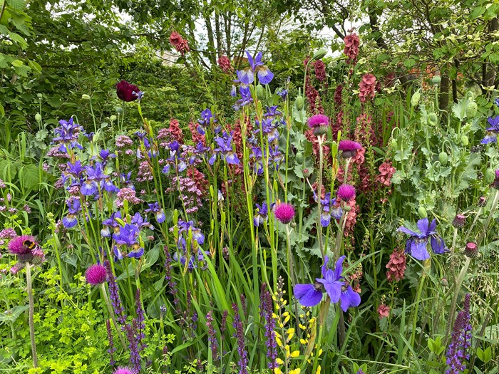 Dynamisk bed med bl.a. tidsel, sibirisk iris og opiumsvalmue, som sår sig selv. Foto: Haveselskabet