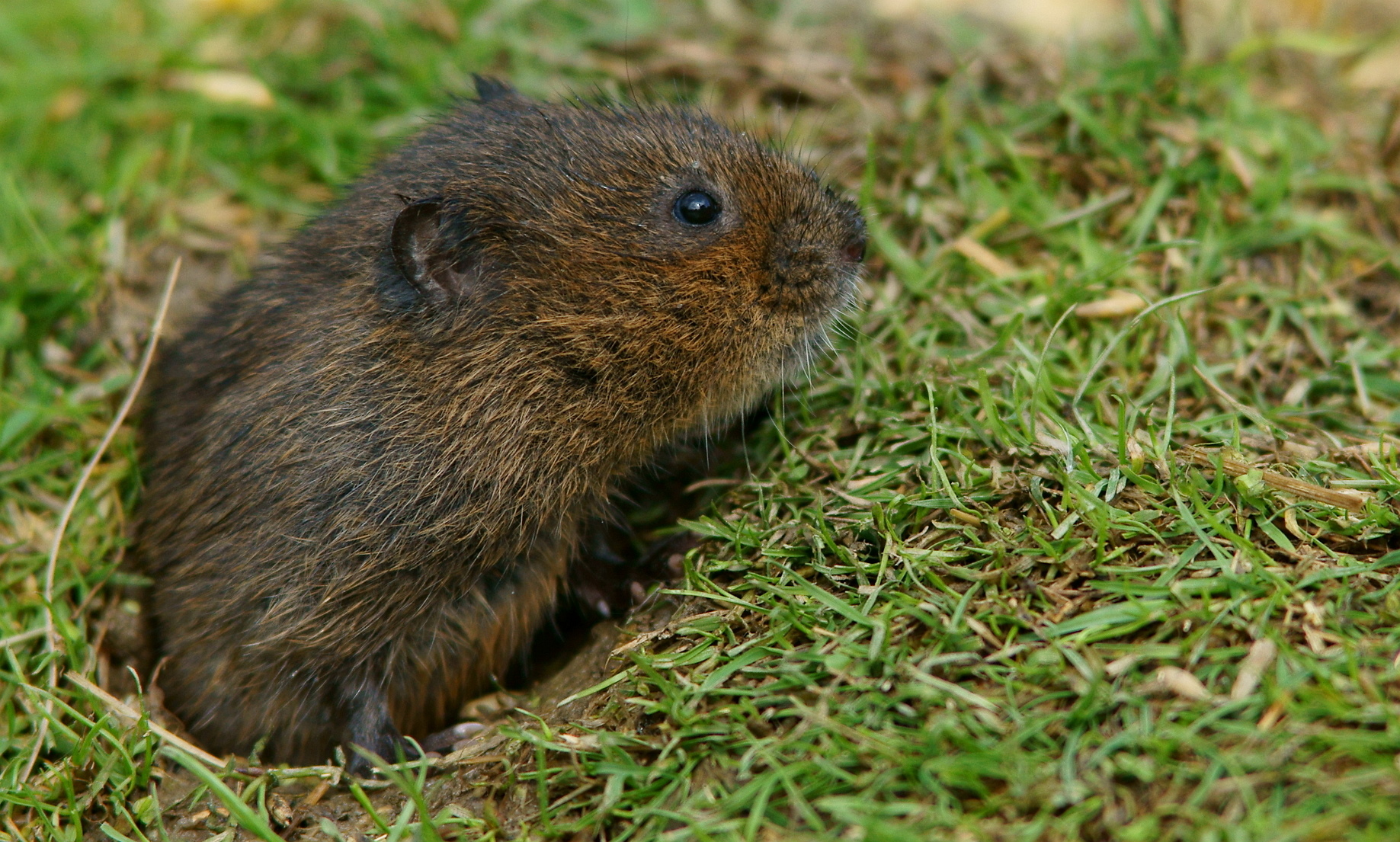 Mosegris. Foto: Flickr