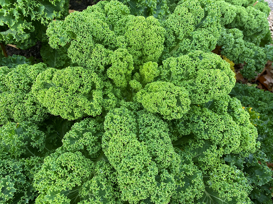 Bittersund grønkål af sorten 'Tiara'. Dens fulde navn er Halvhøj Ekstra Moskruset ’Tiara’. Foto: Anders Bech