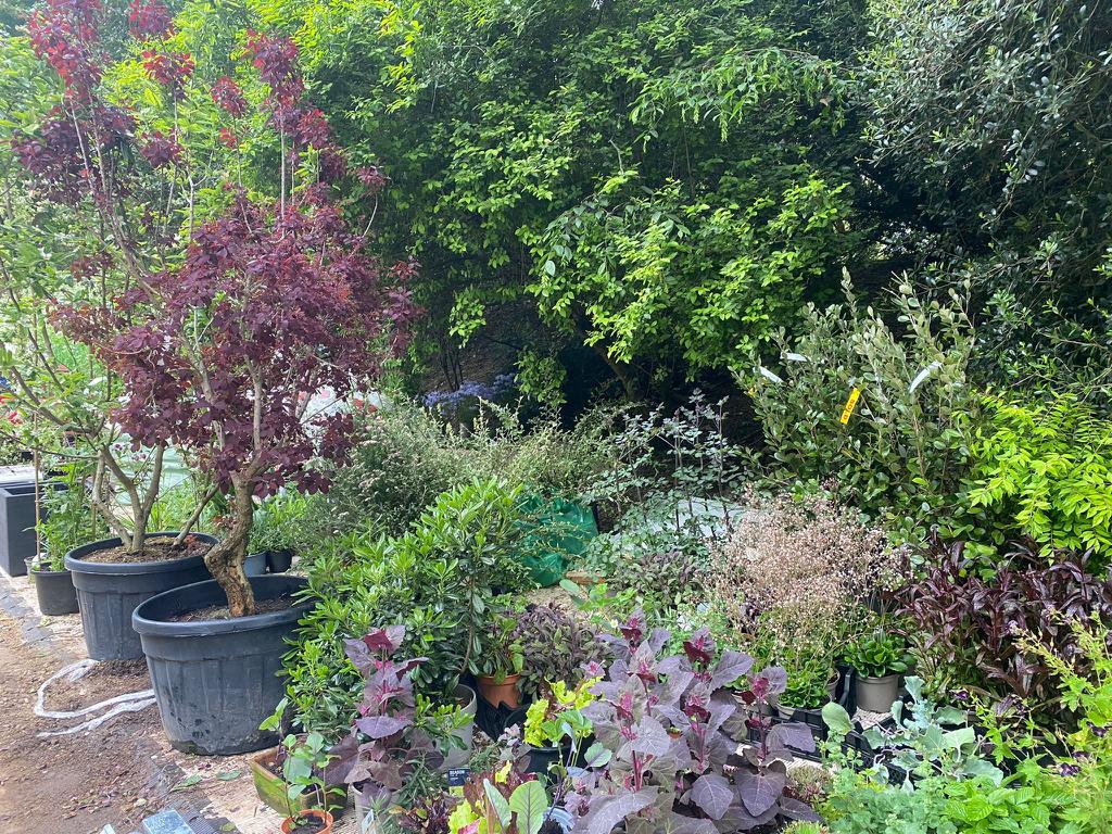 Til en have på en offentlig plads, som dem, The Platform Garden er tænkt til, skal der bruges klimarobuste planter, men derfor behøver man ikke gå ned på skønhed og æstetik. Emilie Bausager og Amelia har valgt en smuk farvepalet i lilla og grøn og har tænkt i både forskellige højder og former på planterne. Foto Privat.