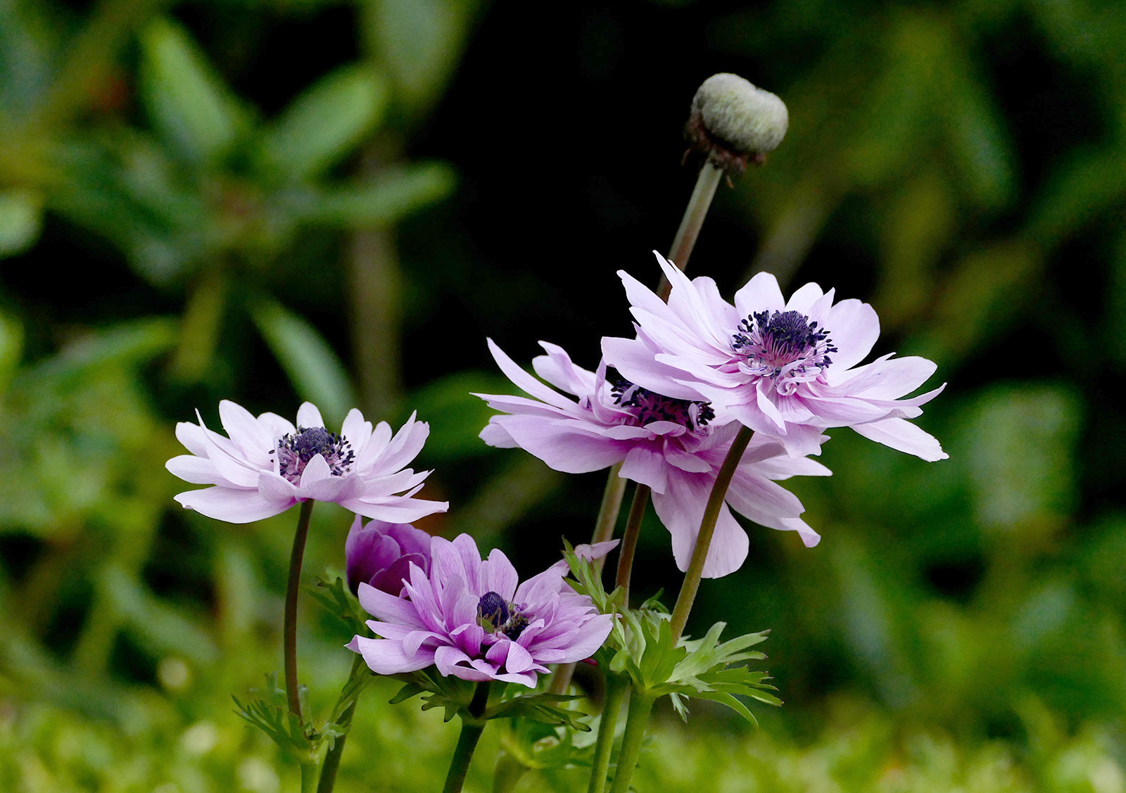 Fransk anemone, Anemone coronaria. Foto: Flickr/Bernard Spragg