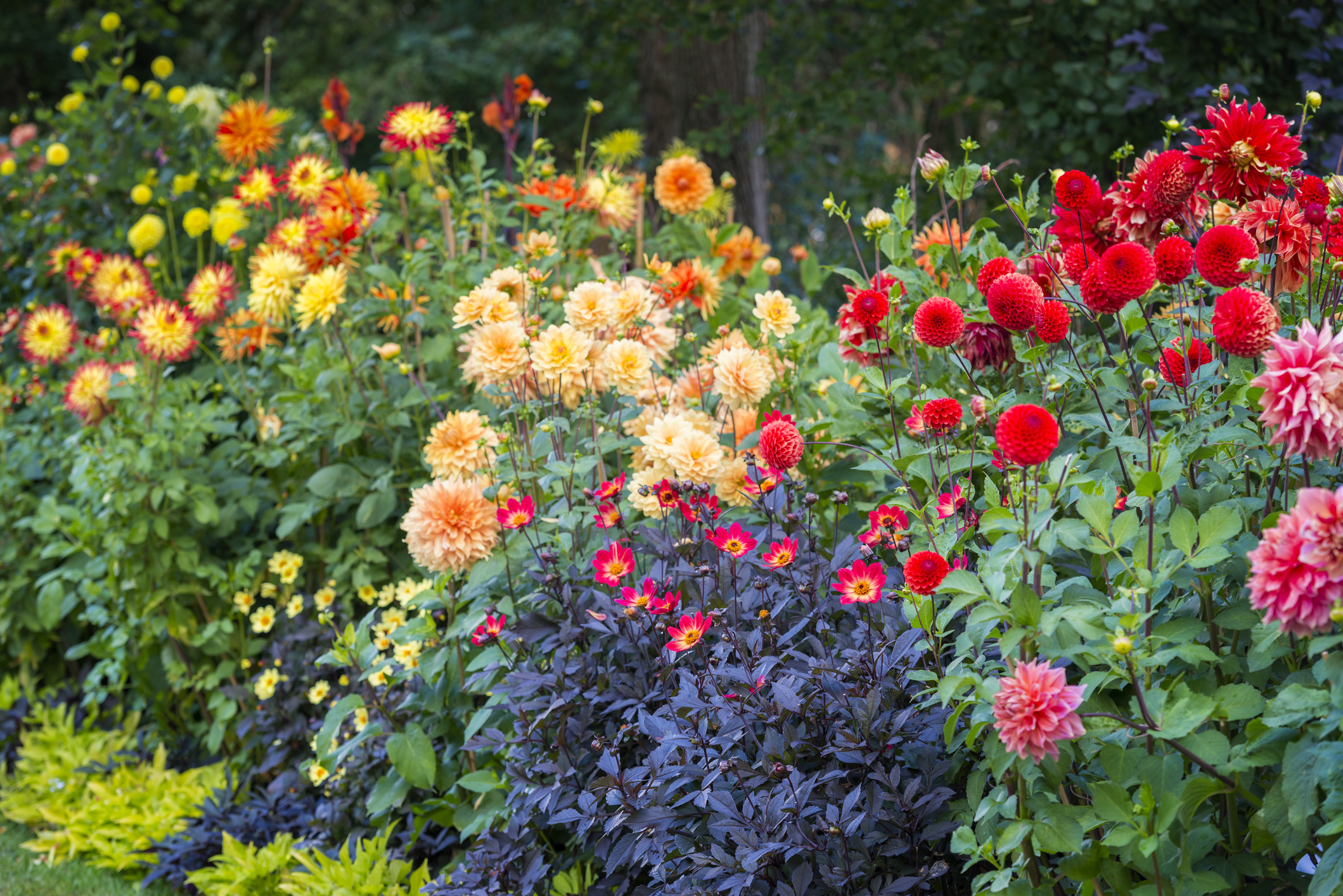 Georginebed i blandede farer Foto: Istockphoto/Martin Wahlborg