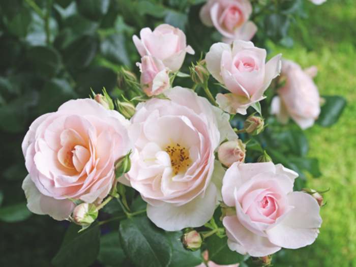 Buketrose 'Dronning Dorothea'. Foto: Danske Planteskoler